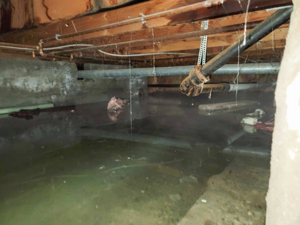 Best Water damage restoration near me  in Geneva, AL